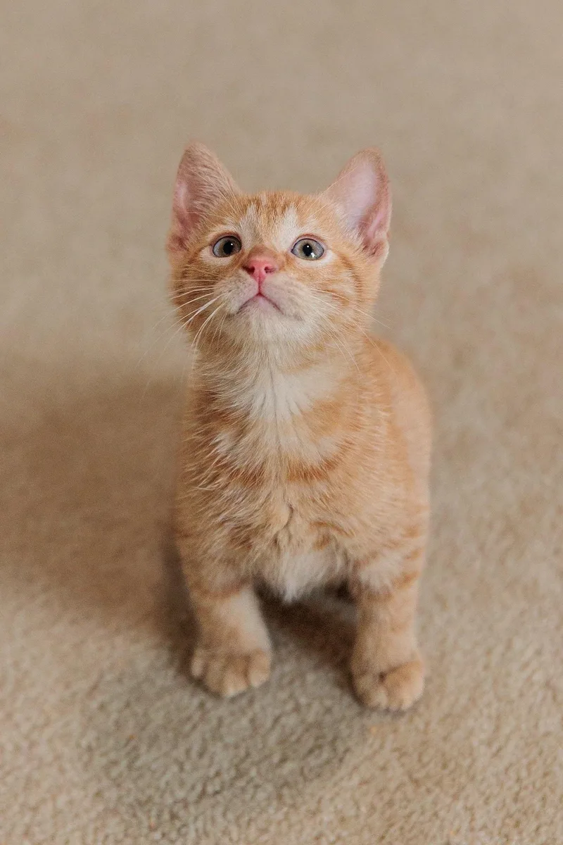 Tigger thumbnail 2