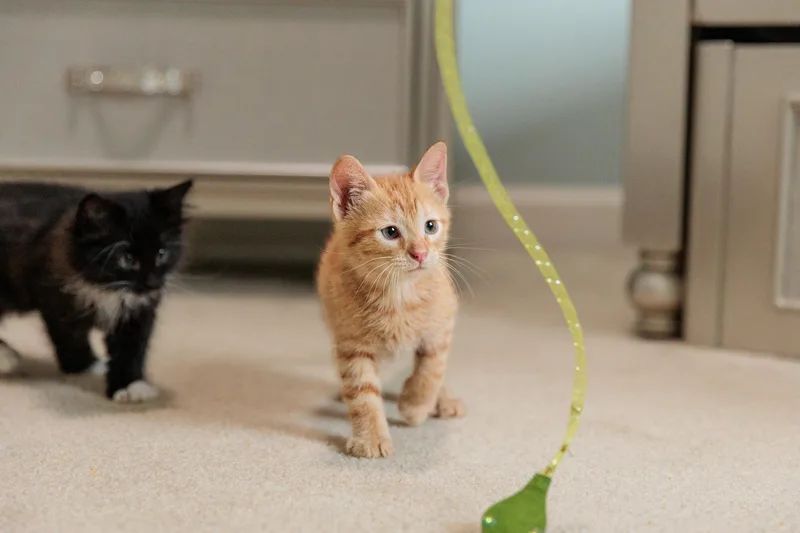 Tigger thumbnail 3