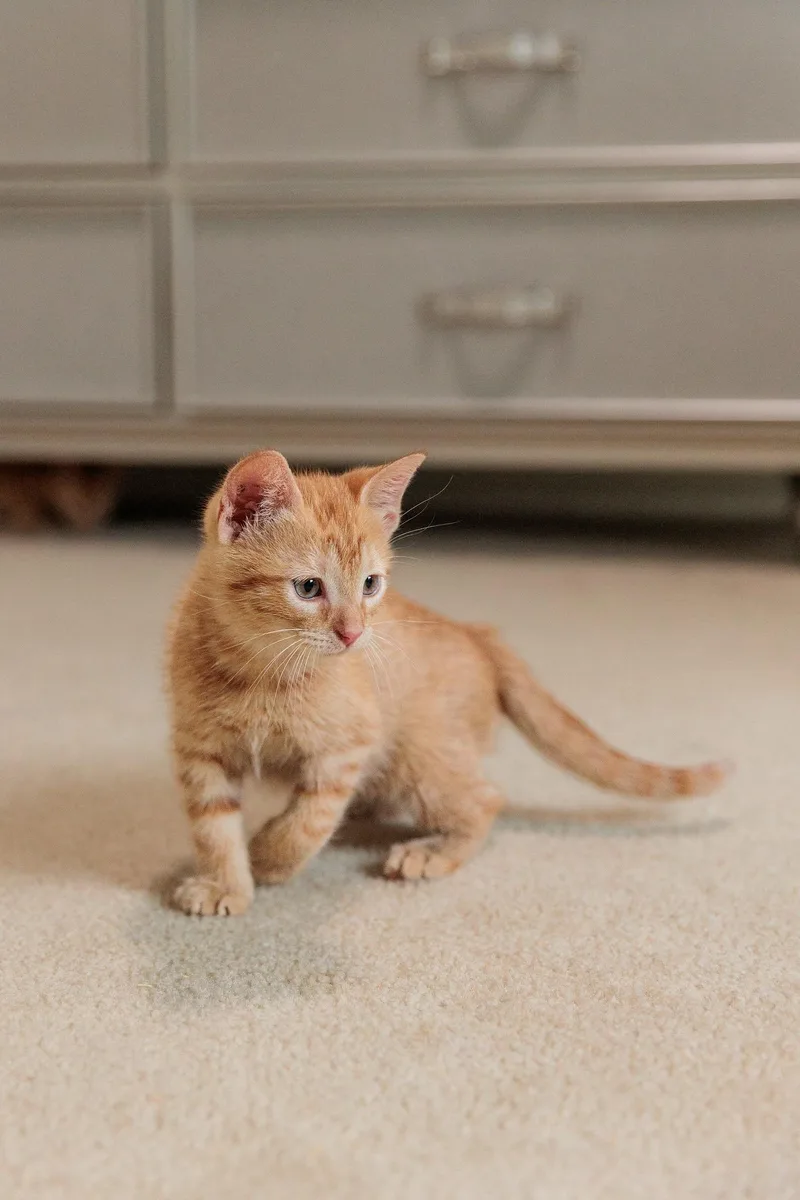 Tigger thumbnail 4