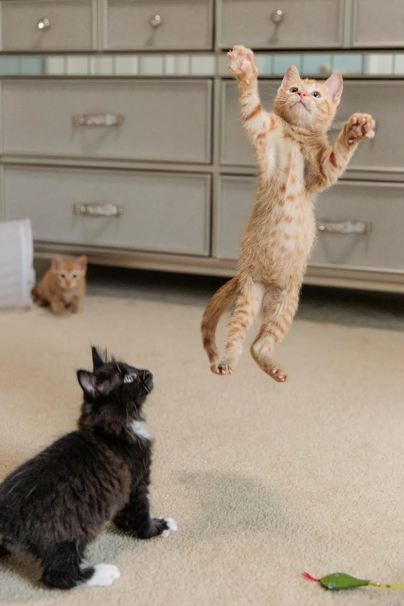 Tigger thumbnail 5