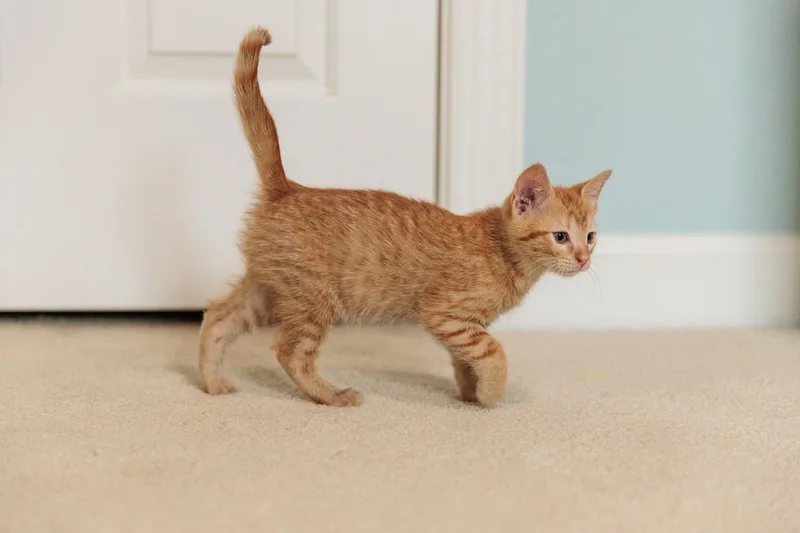 Tigger thumbnail 6