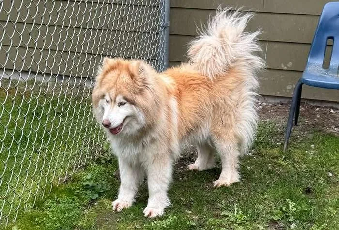 Pooh Bear