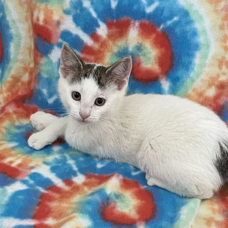 A baby small-sized male White Domestic Short Hair cat named Nemo for adoption in Green Bay, WI