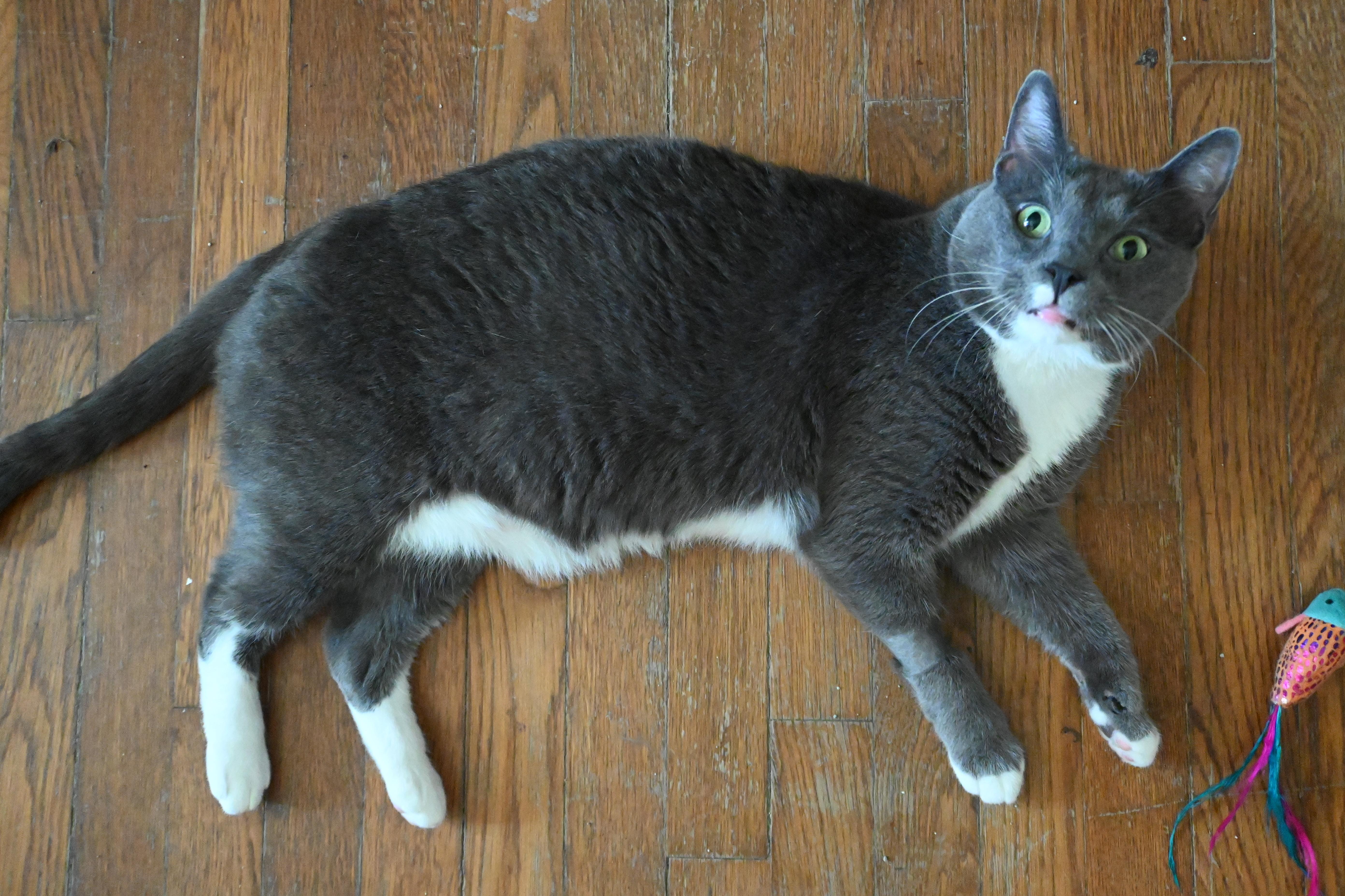 An adult large-sized male Gray & White American Shorthair cat named Thomas for adoption in Orlando, FL