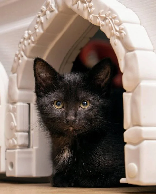 A young medium-sized male Black Bombay cat named Moe for adoption in Knoxville, TN