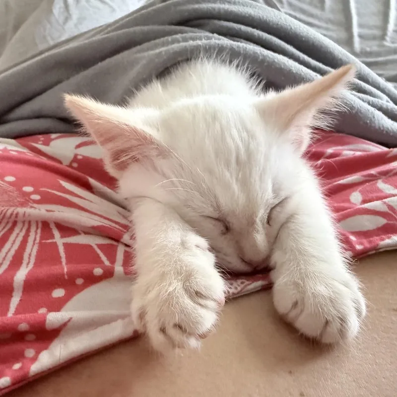 A baby small-sized male White Siamese cat named Qtip for adoption in Calimesa, CA