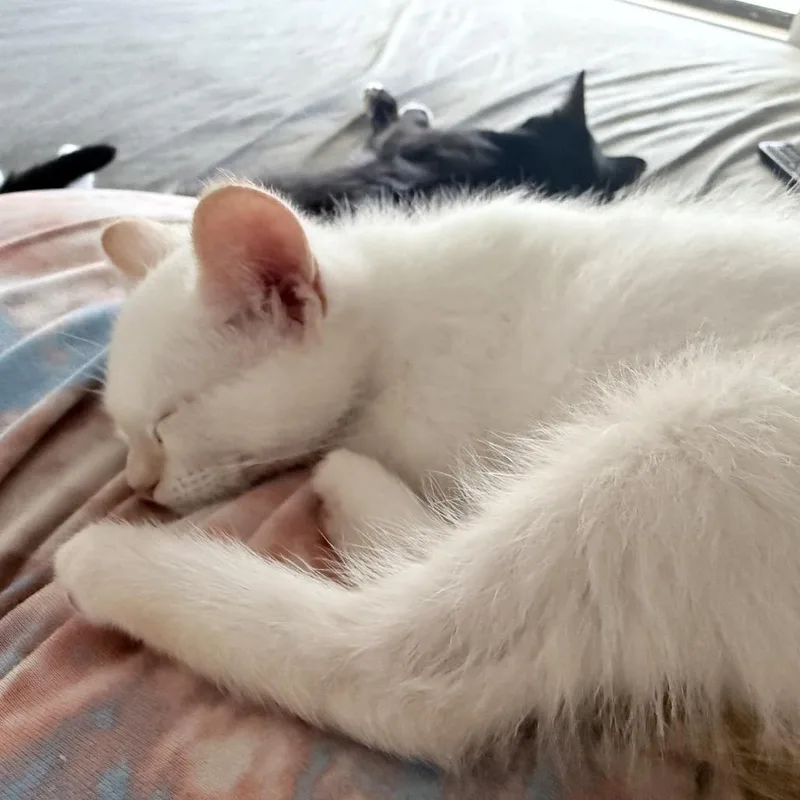 Qtip thumbnail 2