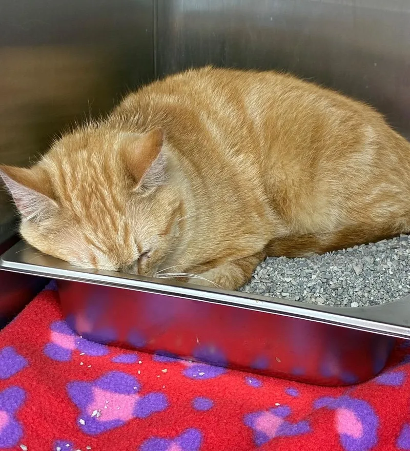 A young medium-sized female Domestic Short Hair cat named Ragu for adoption in Hartsville, SC