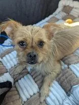 An adult small-sized female Cairn Terrier dog named Chloe for adoption in Newport, KY
