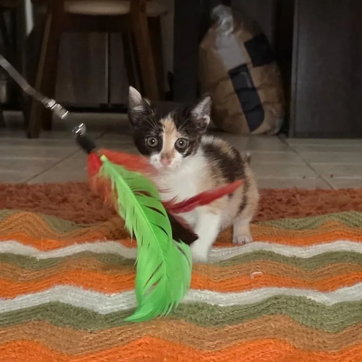 Toni Hawk thumbnail 3