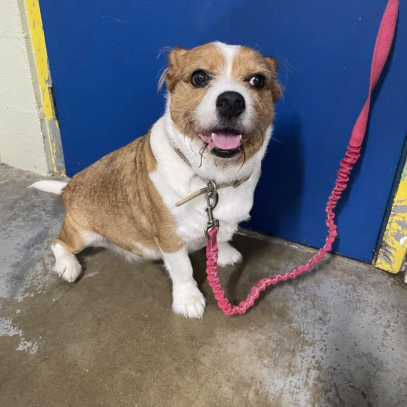 A senior medium-sized female Red / Chestnut / Orange Cardigan Welsh Corgi dog named Lulu for adoption in Eureka Springs, AR
