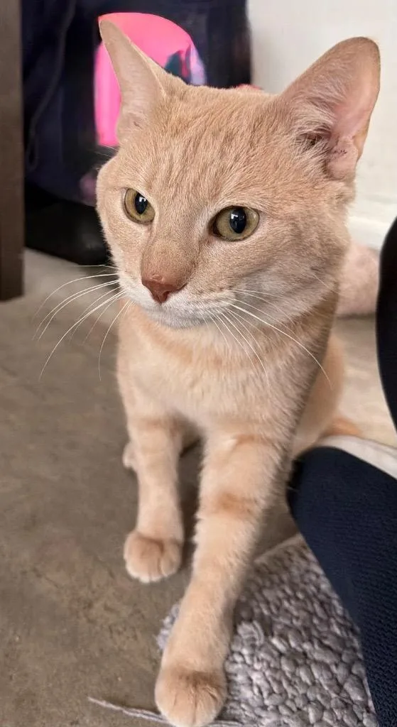 Howard