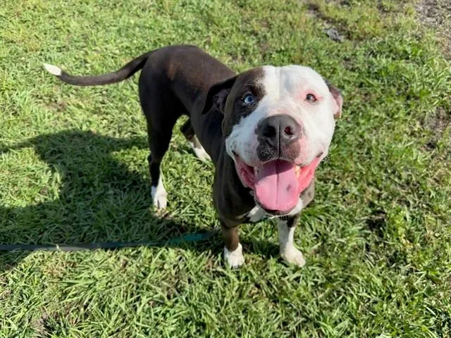 A young large-sized male Pit Bull Terrier dog named Zeus for adoption in Ocala, FL