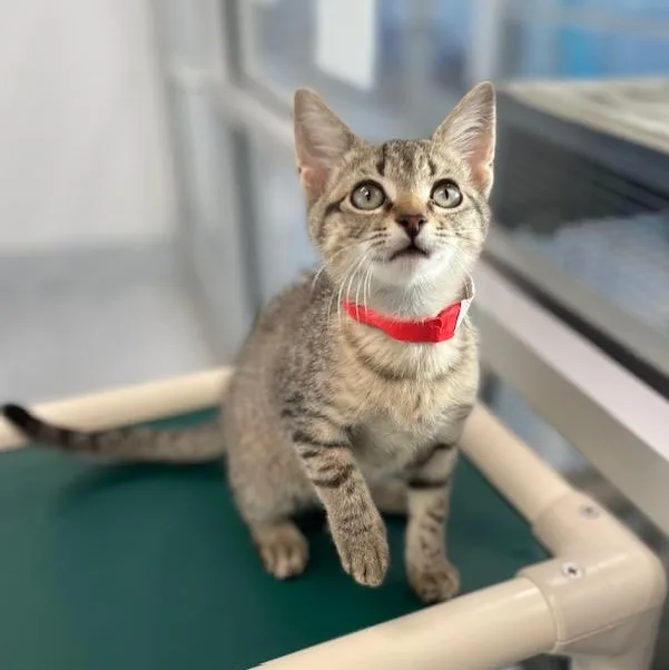 A young medium-sized male Tabby (Buff / Tan / Fawn) Domestic Short Hair cat named Hector for adoption in Stafford, VA