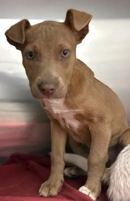 A young medium-sized female Terrier dog named Everly for adoption in Gulfport, MS