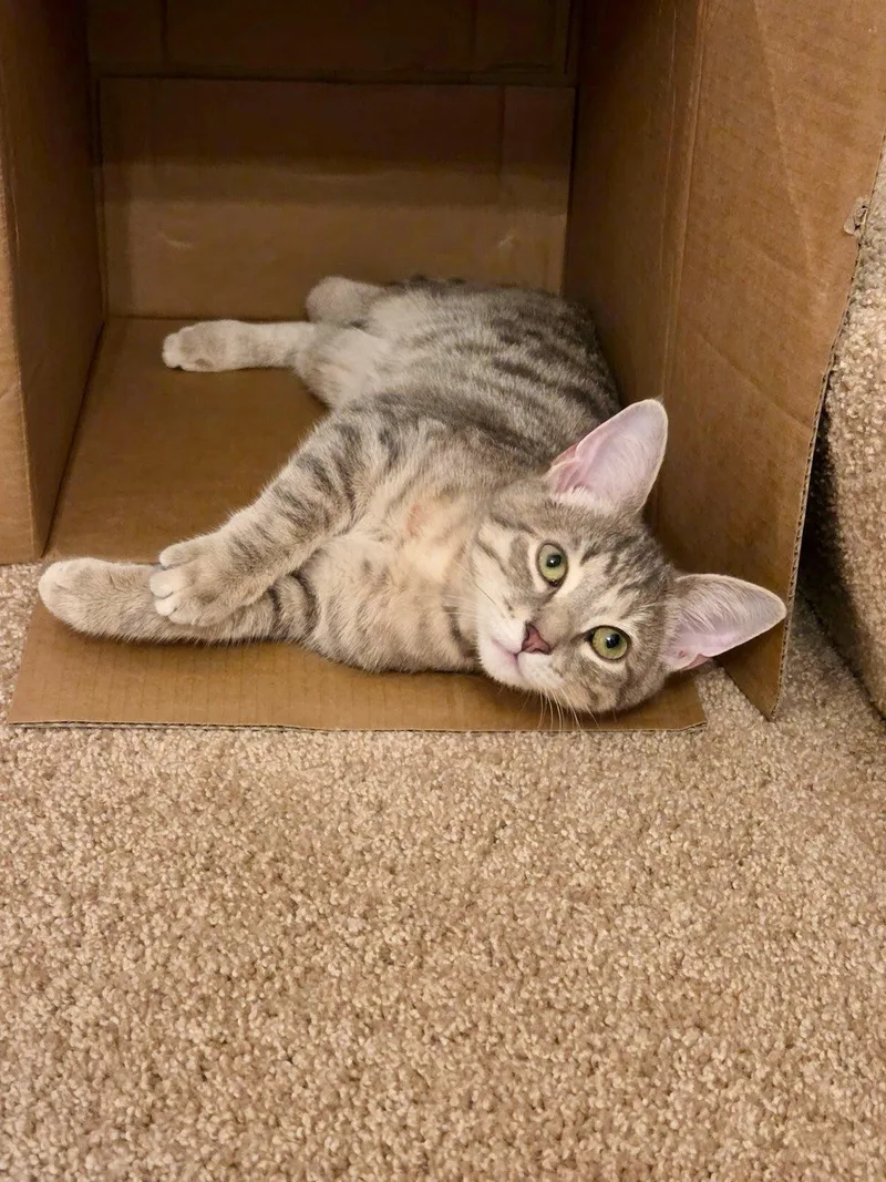 A baby medium-sized female Domestic Short Hair cat named Thunder for adoption in Lancaster, PA