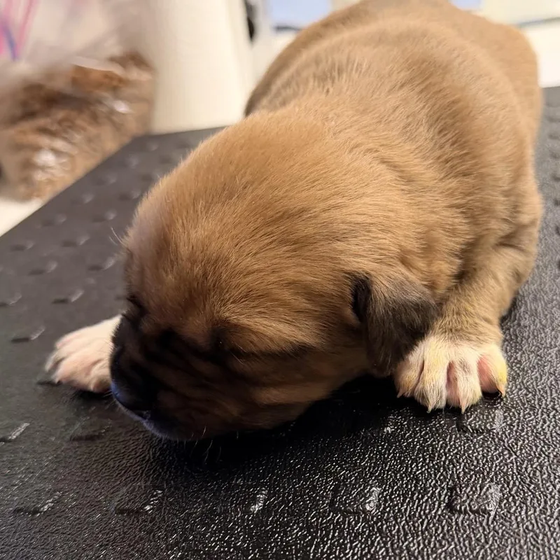 A baby medium-sized female Brown / Chocolate Black Mouth Cur dog named Lyra for adoption in West Palm Beach, FL