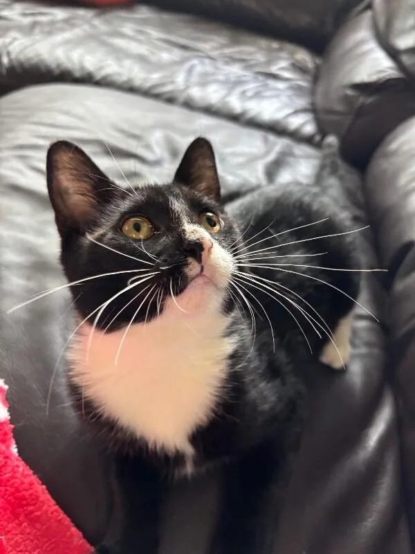 A young medium-sized male Black Domestic Short Hair cat named Domino for adoption in North Babylon, NY