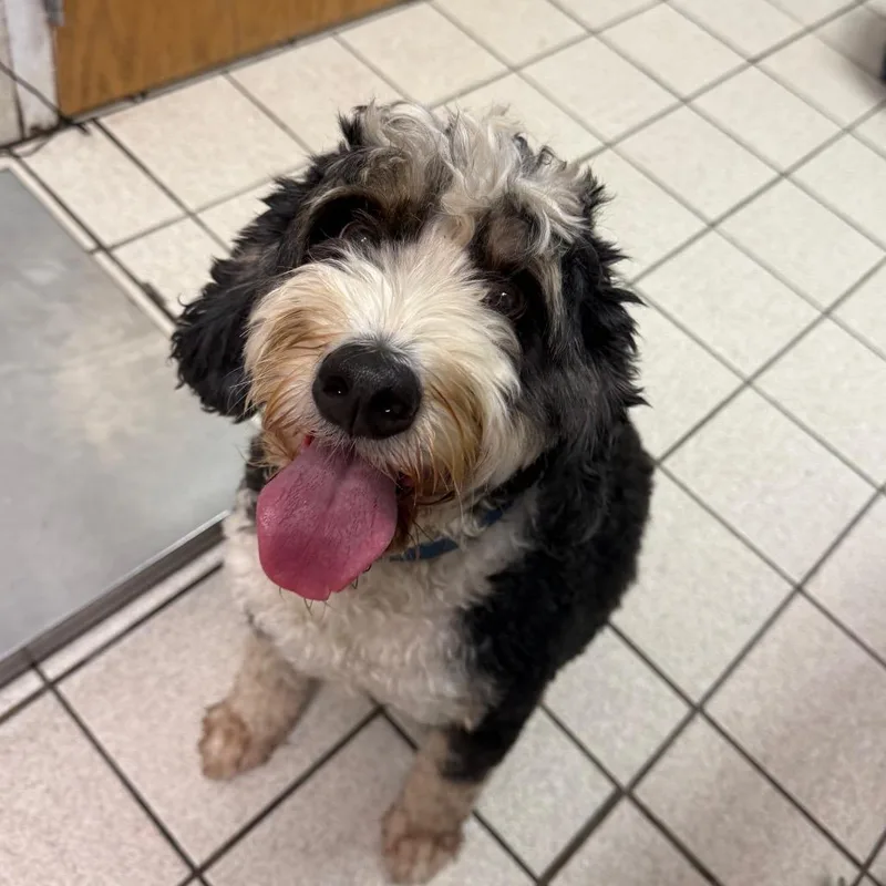 An adult medium-sized male White / Cream Mixed Breed dog named Luke aka Beau for adoption in Charleston, WV