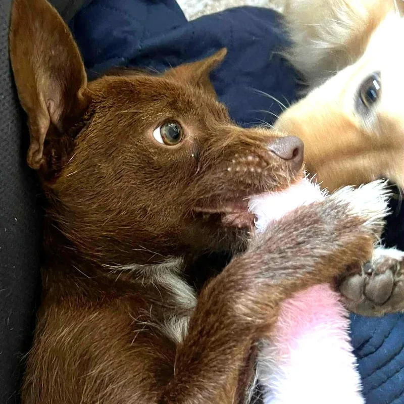 Chip  Fun Party thumbnail 2