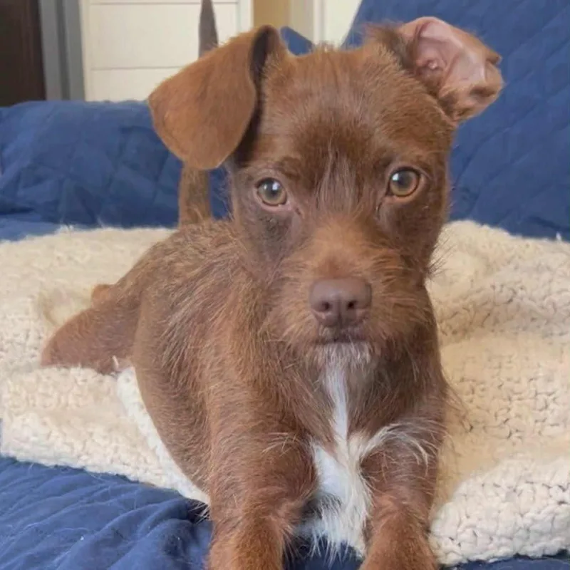 Chip  Fun Party thumbnail 4