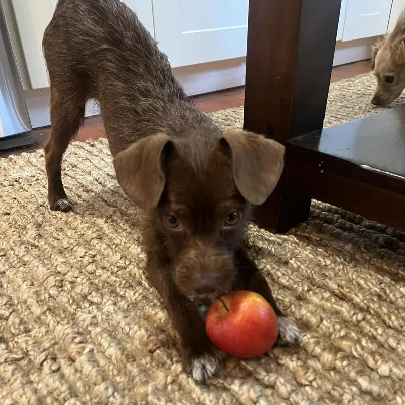 Chip  Fun Party thumbnail 6