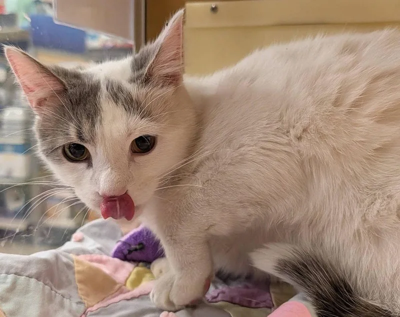 A young medium-sized male Gray & White Domestic Short Hair cat named Maxwell for adoption in Niles, MI