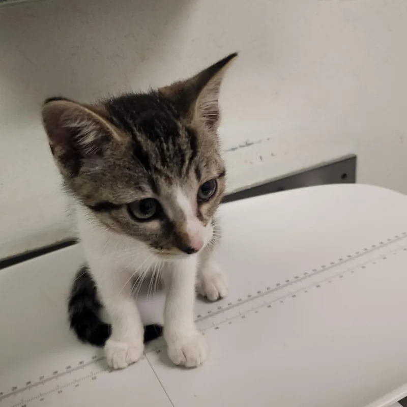 A baby small-sized female Gray / Blue / Silver Domestic Short Hair cat named Rebecca for adoption in Charleston, WV