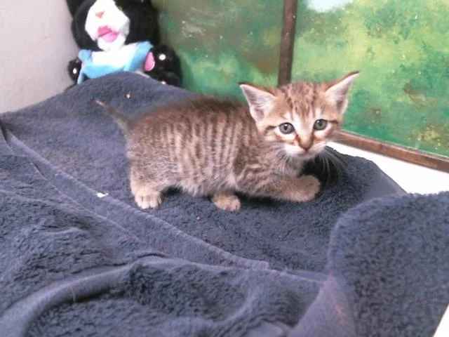 A baby small-sized female Domestic Short Hair cat named Malorie for adoption in Houston, TX