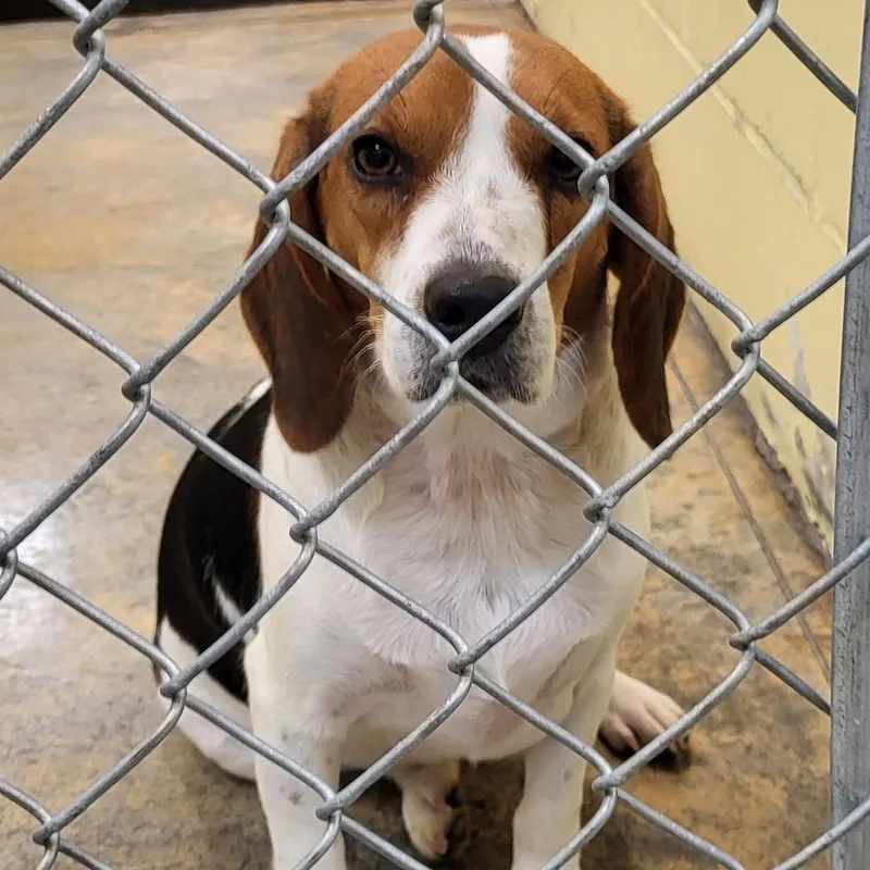 An adult small-sized female Tricolor (Brown, Black, & White) Beagle dog named Maile for adoption in Marion, MS