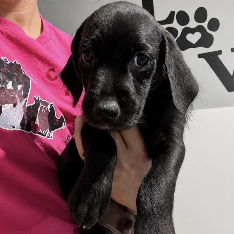 A baby medium-sized male Black Mixed Breed dog named Alex for adoption in Wappingers Falls, NY