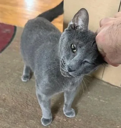 An adult large-sized male Gray / Blue / Silver Domestic Short Hair cat named Skye for adoption in Melrose, MA