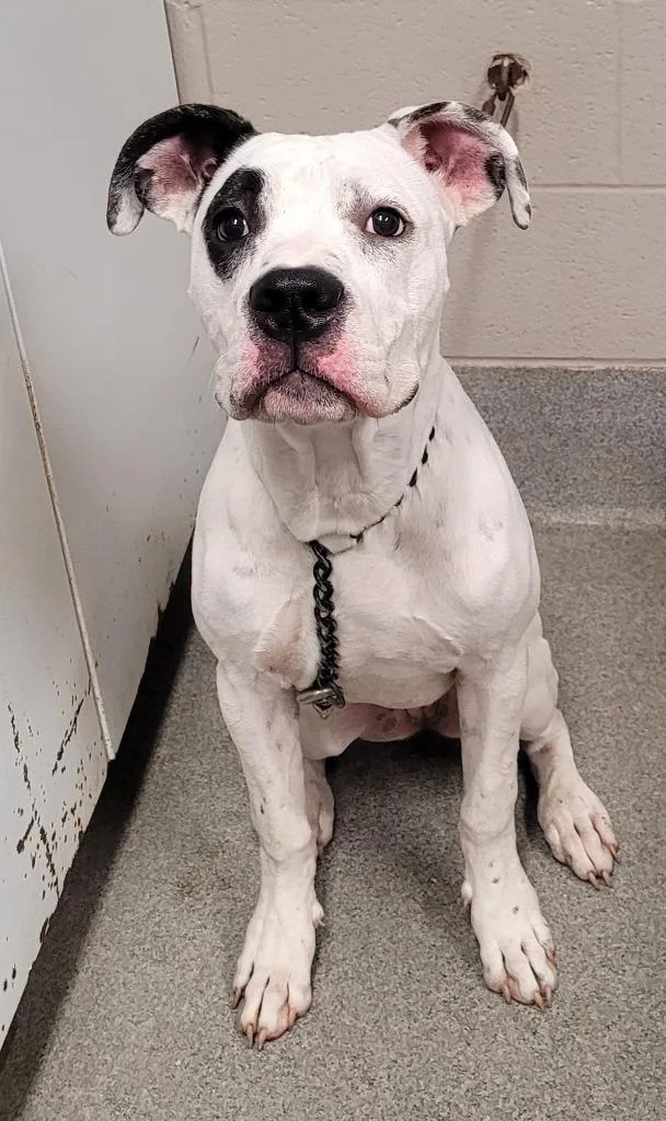 A young large-sized female American Bulldog dog named Keva Kerri for adoption in Hopkinsville, KY