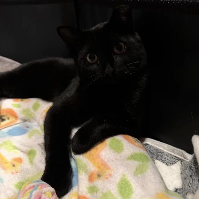 A young medium-sized female Black Domestic Short Hair cat named Raven for adoption in Rochester Hills, MI