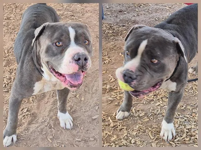 An adult large-sized male Pit Bull Terrier dog named Lenovo for adoption in Albuquerque, NM