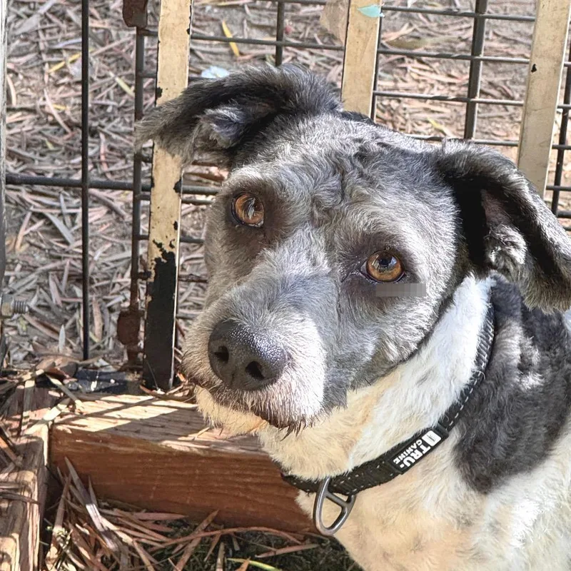 An adult small-sized male Gray / Blue / Silver Poodle dog named Memo Costa Mesa for adoption in Chino Hills, CA
