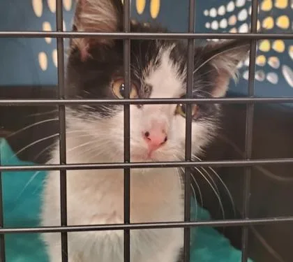 A young large-sized male Domestic Short Hair cat named Prescott for adoption in Kansas City, MO