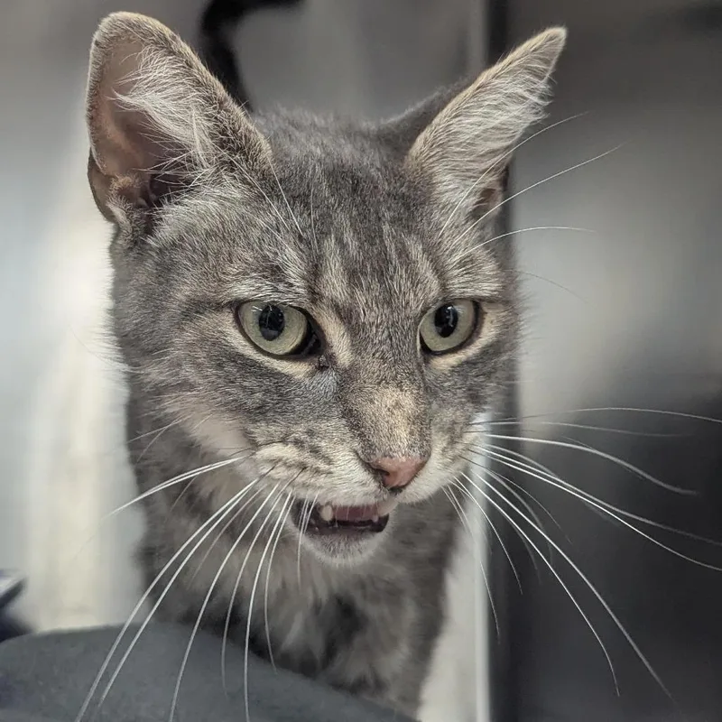 A senior medium-sized female Gray / Blue / Silver Domestic Short Hair cat named Gia for adoption in Evansville, IN