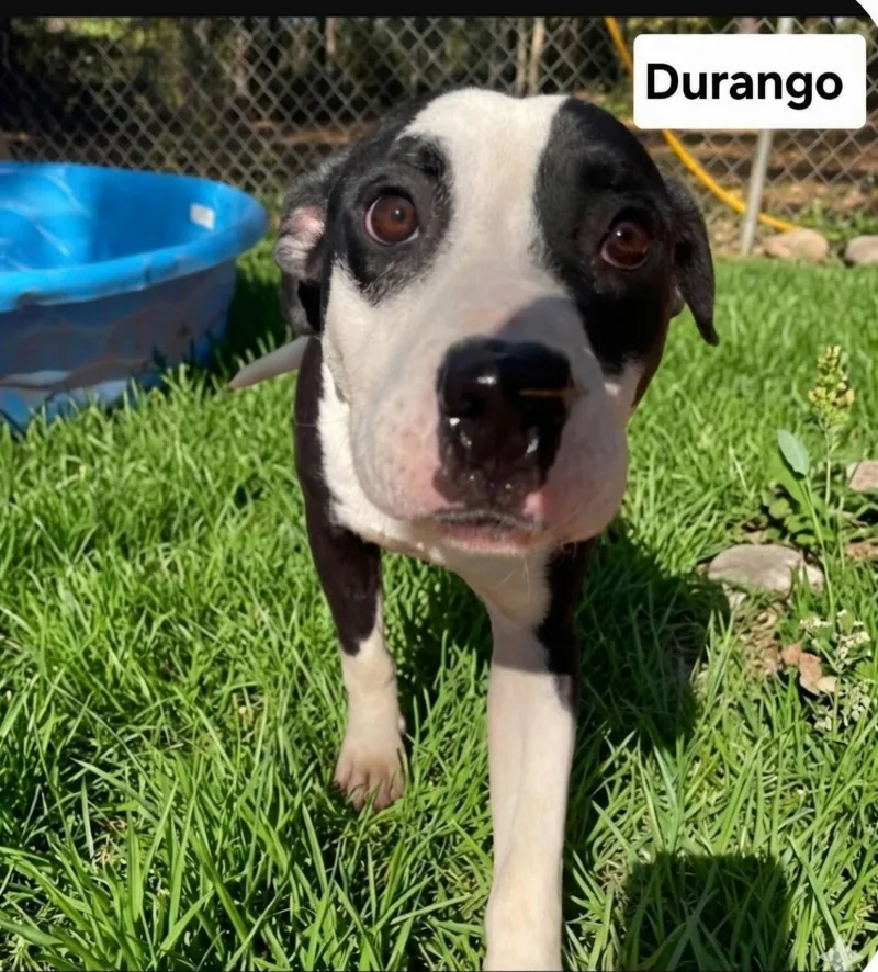 An adult large-sized male Pit Bull Terrier dog named Durango Dixon for adoption in Rockaway, NJ