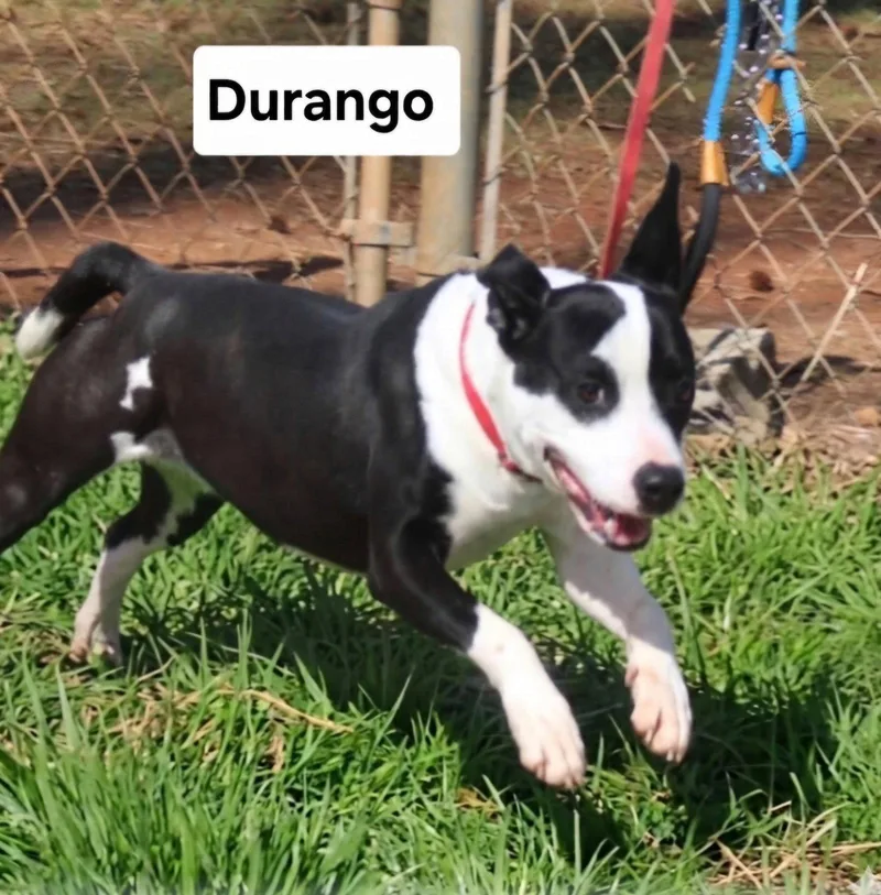 Durango Dixon thumbnail 2