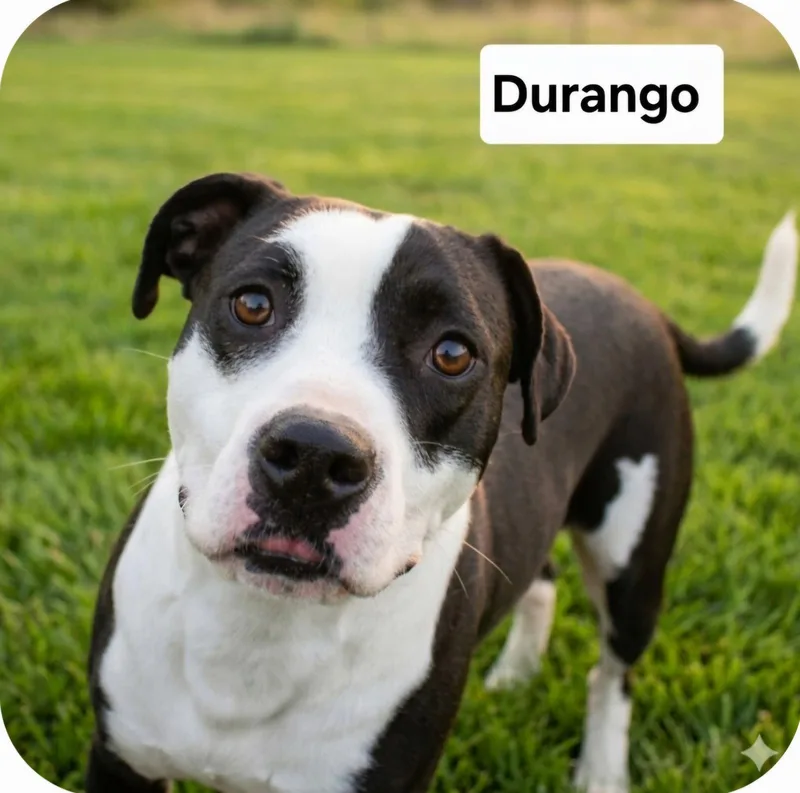 Durango Dixon thumbnail 3