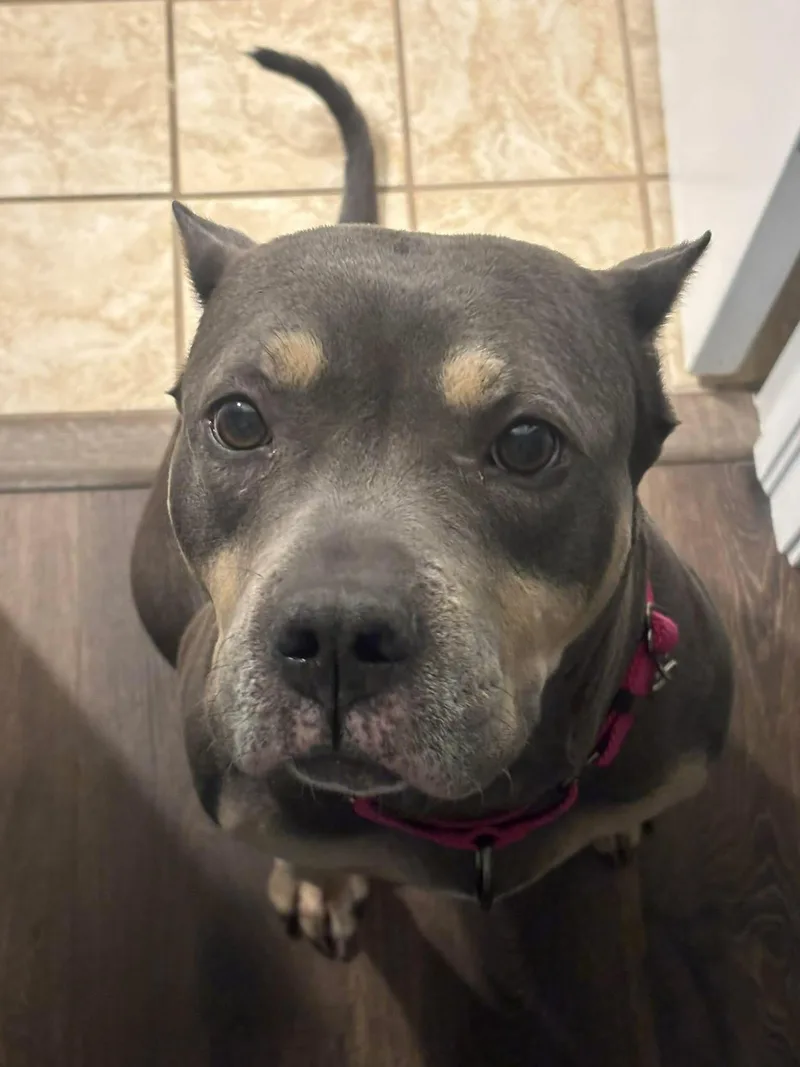An adult medium-sized female Gray / Blue / Silver Pit Bull Terrier dog named Lola for adoption in TULSA, OK