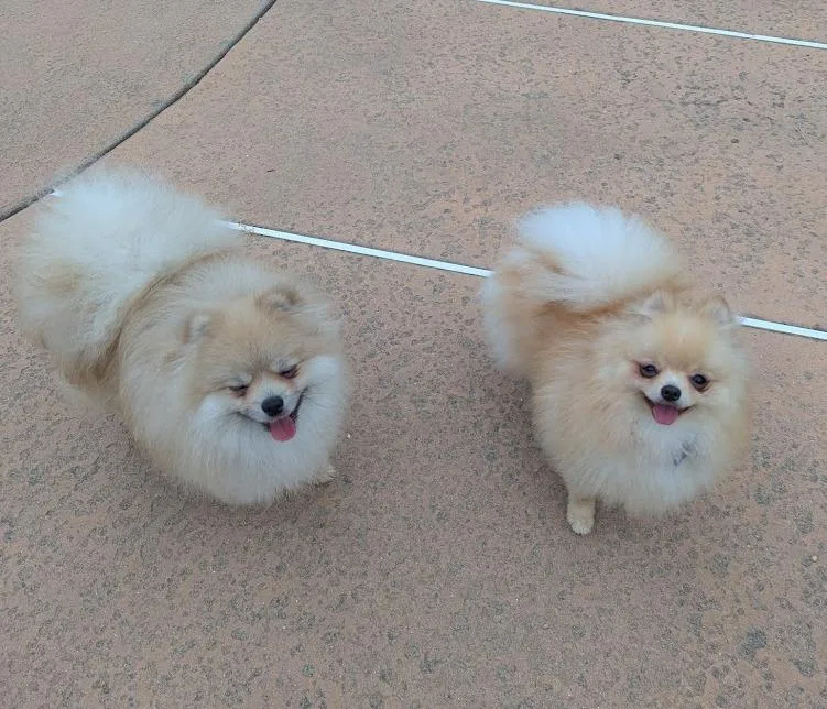 A young small-sized male White / Cream Pomeranian dog named Murphy And Chip for adoption in Roseville, CA