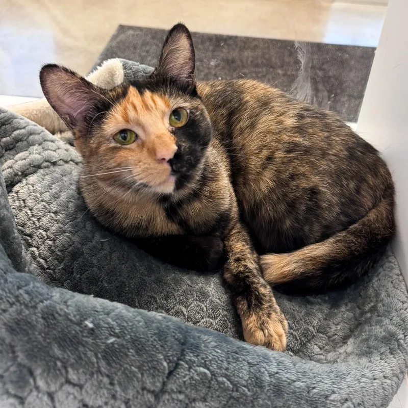 Miss Frizzle thumbnail 3