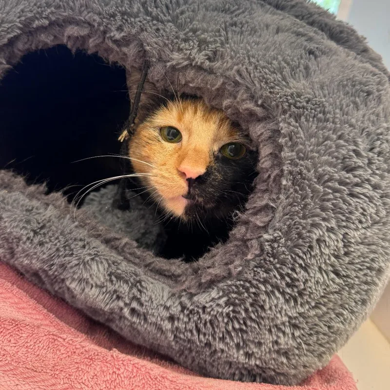 Miss Frizzle thumbnail 4