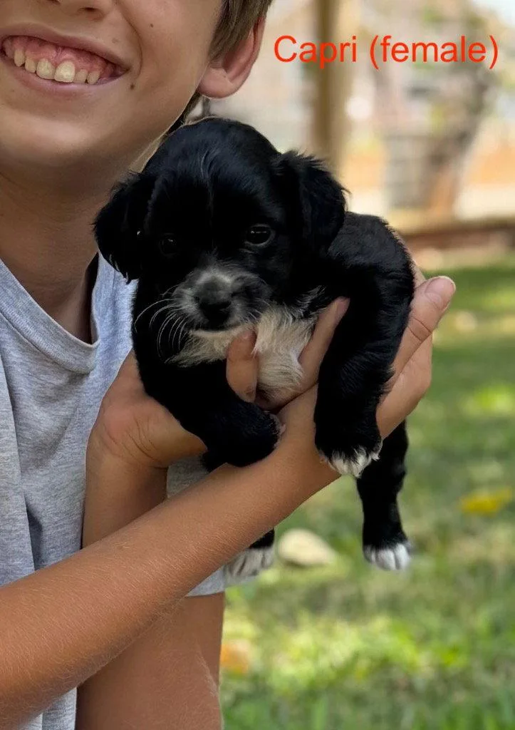 A baby small-sized female Poodle dog named Capri for adoption in Davis, CA