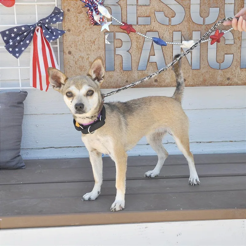 An adult medium-sized female Brown / Chocolate Chihuahua dog named Luna for adoption in Prescott, AZ