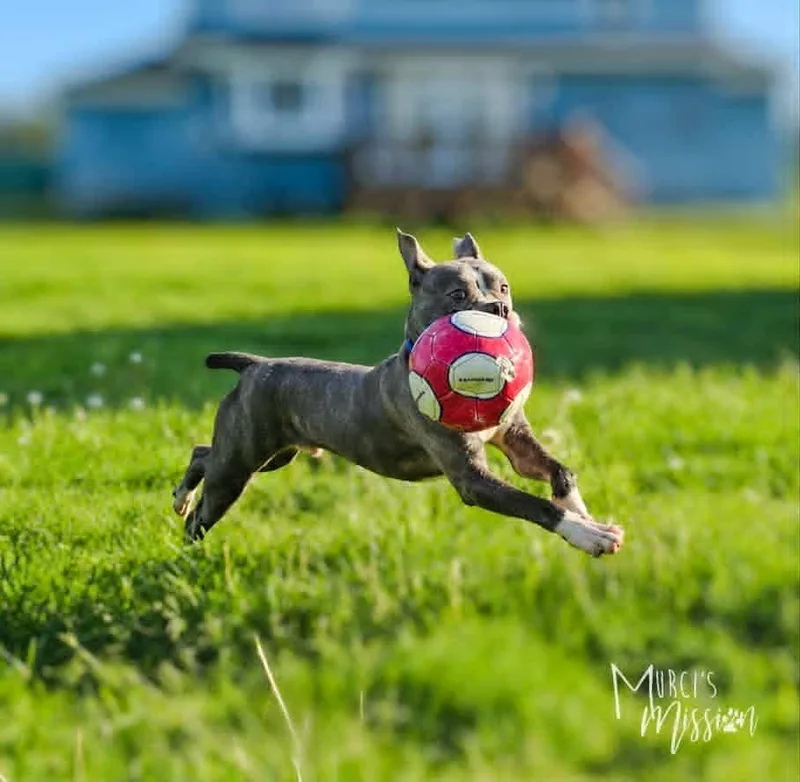A young medium-sized male Boxer dog named Crunchy Roll for adoption in Spokane , WA