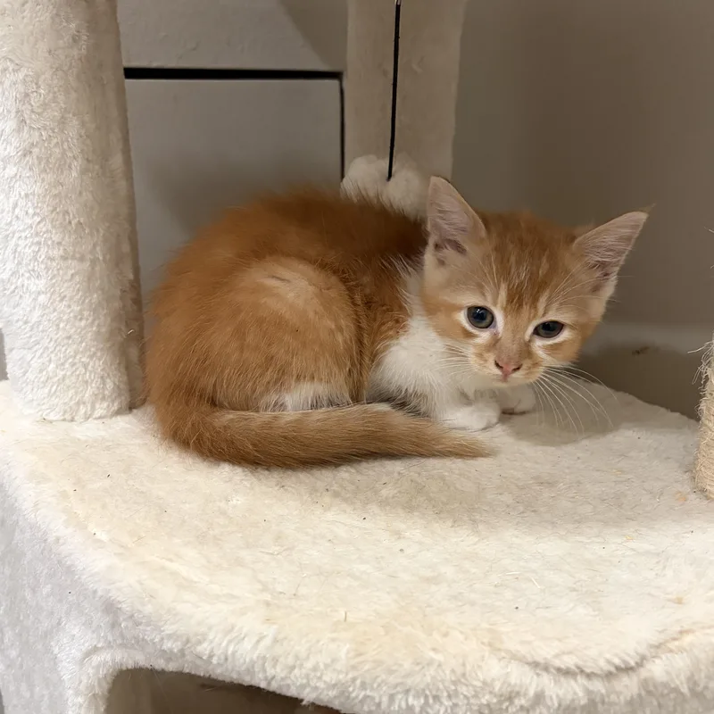 A baby medium-sized male Orange / Red Domestic Short Hair cat named Bambi for adoption in Moriches, NY