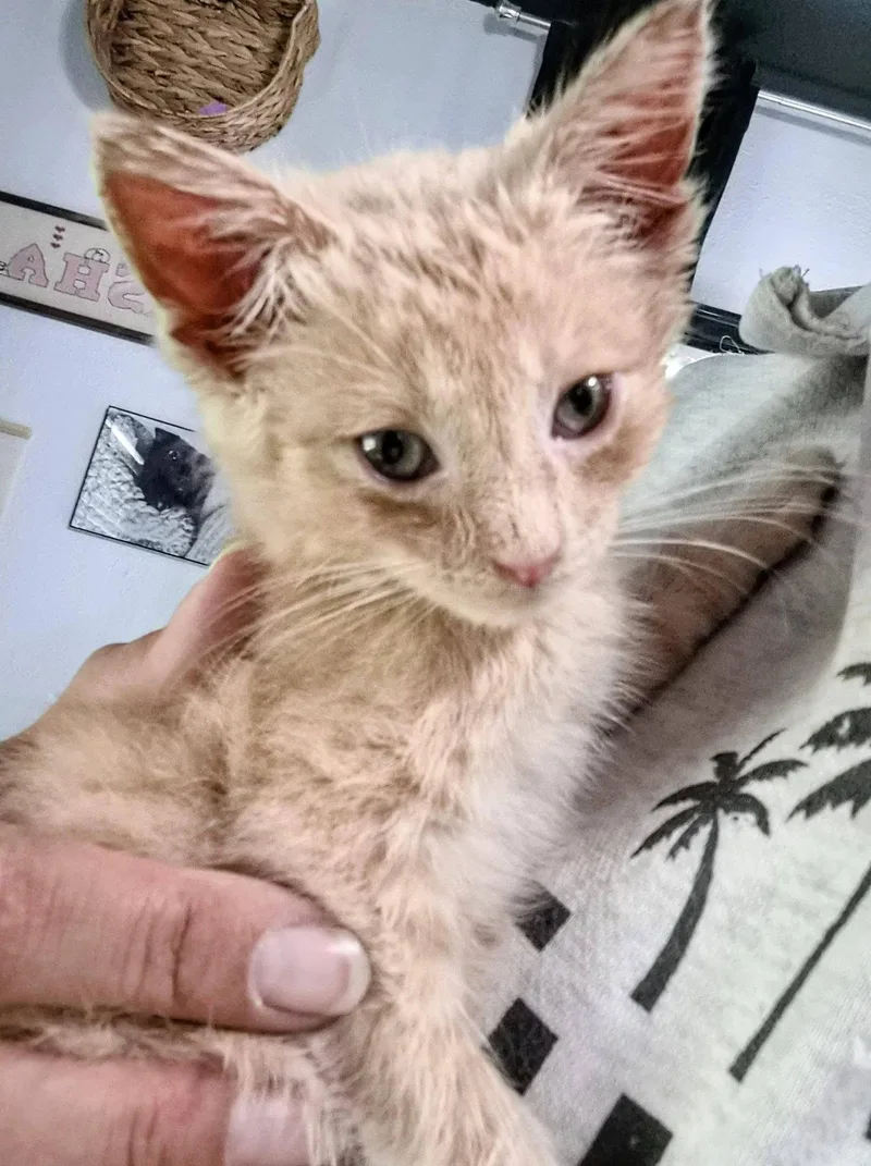 A young small-sized male Orange / Red American Shorthair cat named Beau for adoption in Waverly, IA